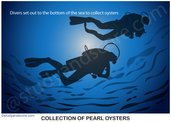steps in pearl culture, collection of pearl oyster, divers, deep waters, collection bag, pearl farm, collected shels, transfer to farm